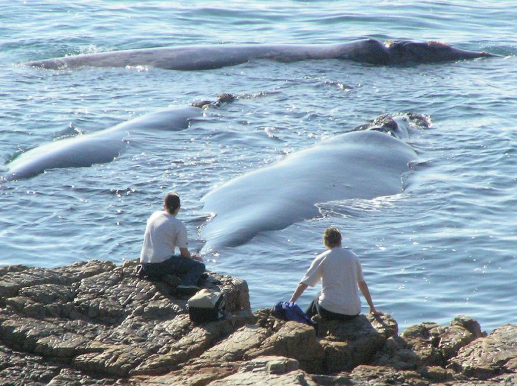 Hermanus-Best-land-based-whale-watching-in-the-world – Misty Waves Hotel